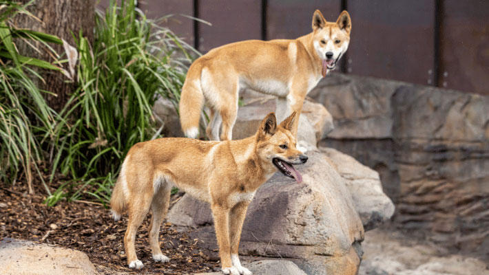 Dingo pups Warada and Kep Kep
