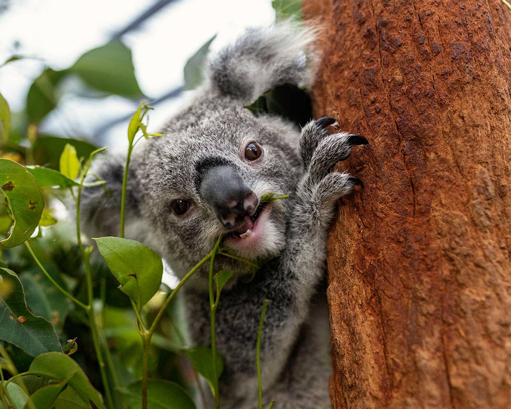 Koala munching on eucalyptus leaves