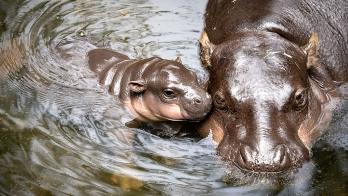 Pygmy Hippo Calf and mum - Scott Brown