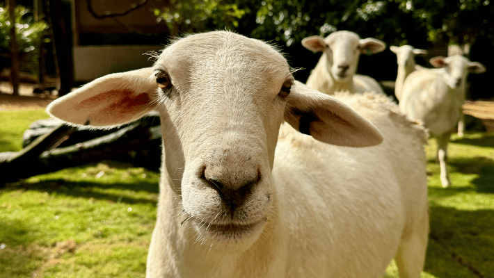 Joan, Florence, Margret, and Dorothy, Australian White Sheep at Taronga