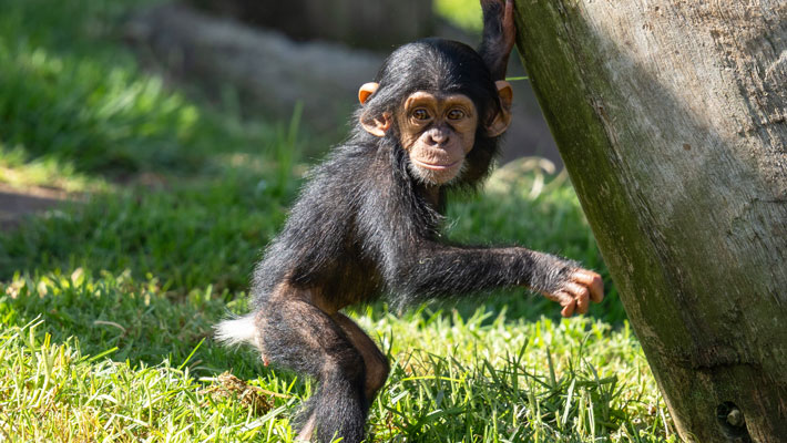 Cikiri the Baby Chimpanzee - Scott Brown